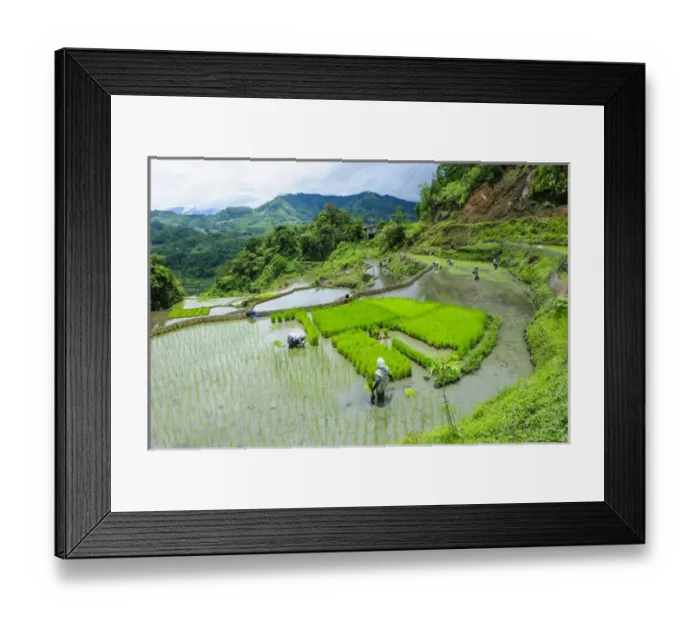 Framed Print : People harvesting in the Unesco world heritage sight the rice terraces of Banaue Framed Print : People harvesting in the Unesco world heritage sight the rice terraces of Banaue