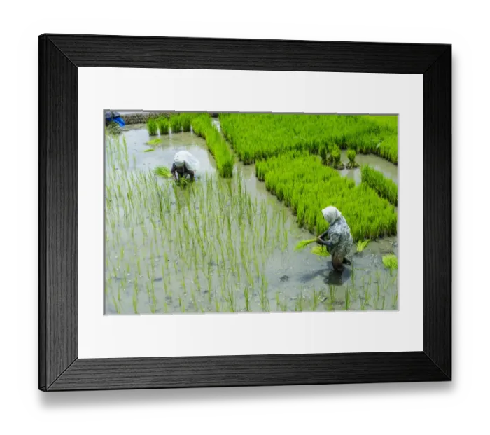 Framed Print : People harvesting in the Unesco world heritage sight the rice terraces of Banaue Framed Print : People harvesting in the Unesco world heritage sight the rice terraces of Banaue