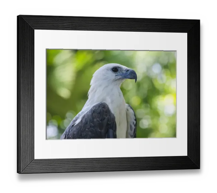 Framed Print : Philippine Eagle (Pithecophaga jefferyi), also known as the Monkey-eating Eagle, Davao Framed Print : Philippine Eagle (Pithecophaga jefferyi), also known as the Monkey-eating Eagle, Davao
