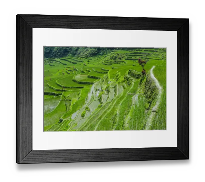 Framed Print : Hapao rice terraces part of the world heritage sight Banaue, Luzon, Philippines Framed Print : Hapao rice terraces part of the world heritage sight Banaue, Luzon, Philippines