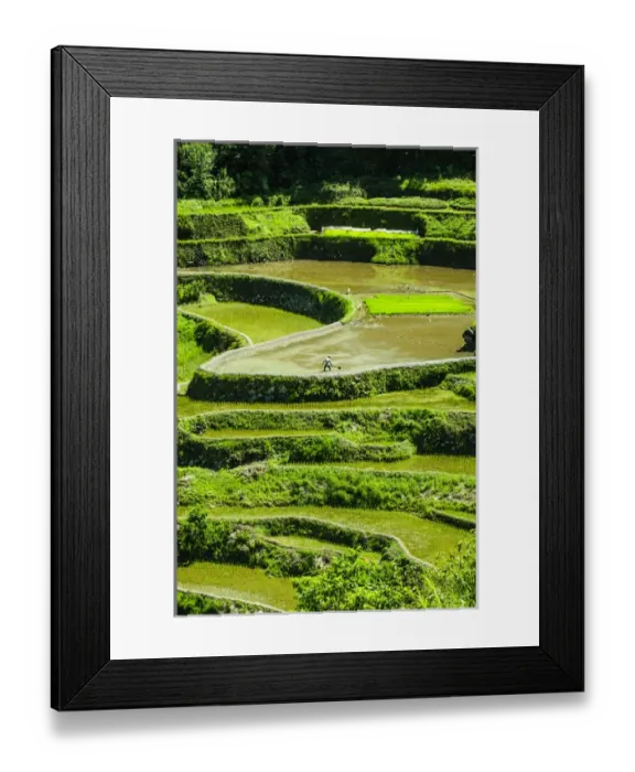 Framed Print : Unesco world heritage sight the rice terraces of Banaue, Northern Luzon, Philippines Framed Print : Unesco world heritage sight the rice terraces of Banaue, Northern Luzon, Philippines
