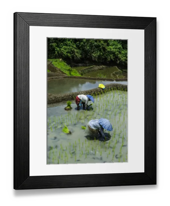 Framed Print : People harvesting in the Unesco world heritage sight the rice terraces of Banaue Framed Print : People harvesting in the Unesco world heritage sight the rice terraces of Banaue