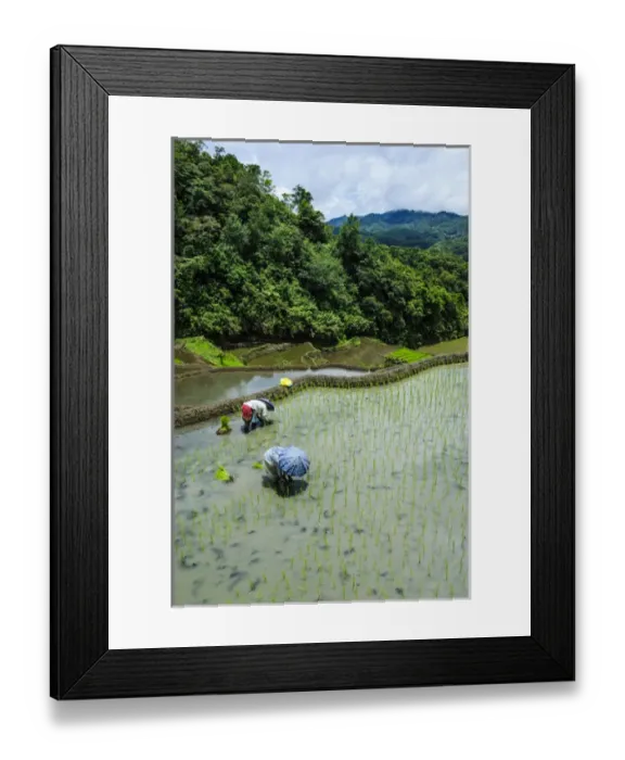 Framed Print : People harvesting in the Unesco world heritage sight the rice terraces of Banaue Framed Print : People harvesting in the Unesco world heritage sight the rice terraces of Banaue