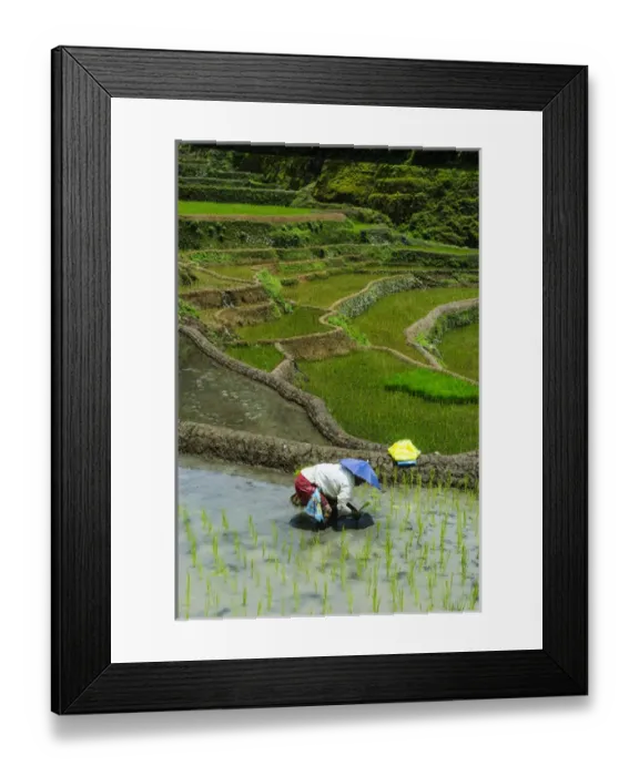 Framed Print : People harvesting in the Unesco world heritage sight the rice terraces of Banaue Framed Print : People harvesting in the Unesco world heritage sight the rice terraces of Banaue
