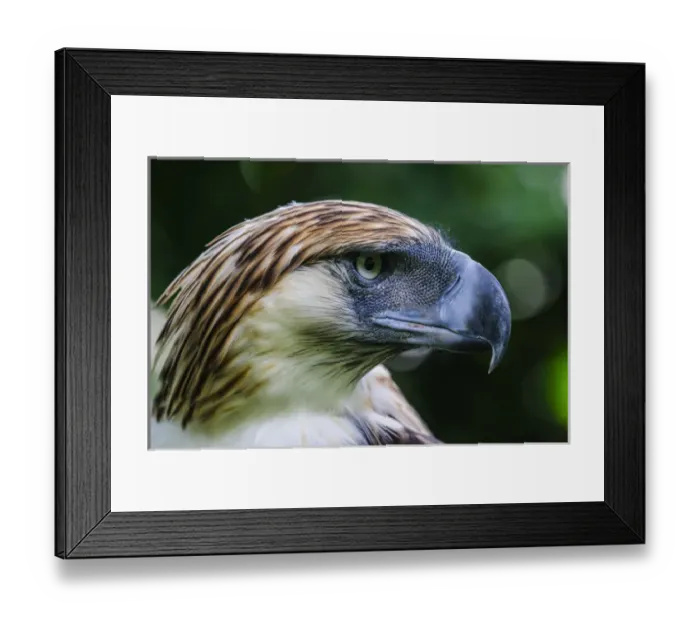 Framed Print : Philippine Eagle (Pithecophaga jefferyi), also known as the Monkey-eating Eagle, Davao