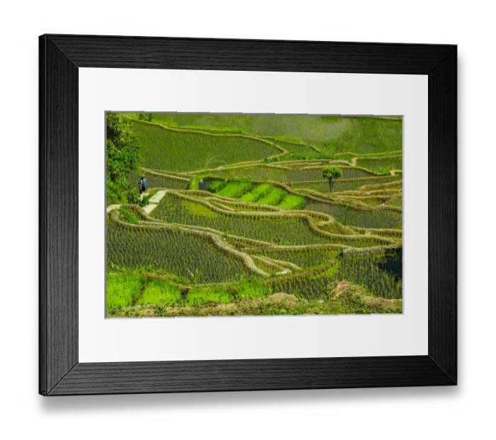Framed Print : Unesco world heritage sight the rice terraces of Banaue, Northern Luzon, Philippines Framed Print : Unesco world heritage sight the rice terraces of Banaue, Northern Luzon, Philippines