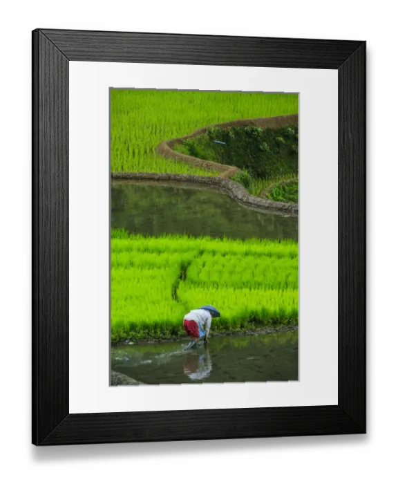Framed Print : Woman working on the Unesco world heritage sight the rice terraces of Banaue, Northern Luzon