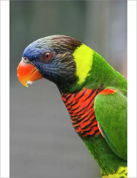 Singapore, Jurong Bird Park. Colorful Australian lorikeet