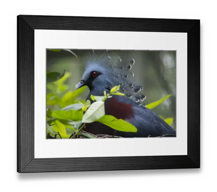 Framed Print : Victoria Crowed-Pigeon (Goura Victoria) native to New Guinea Framed Print : Victoria Crowed-Pigeon (Goura Victoria) native to New Guinea