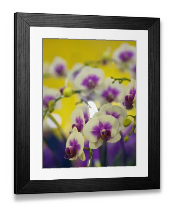 Framed Print : Orchids for sale at a market in Taipei, Taiwan