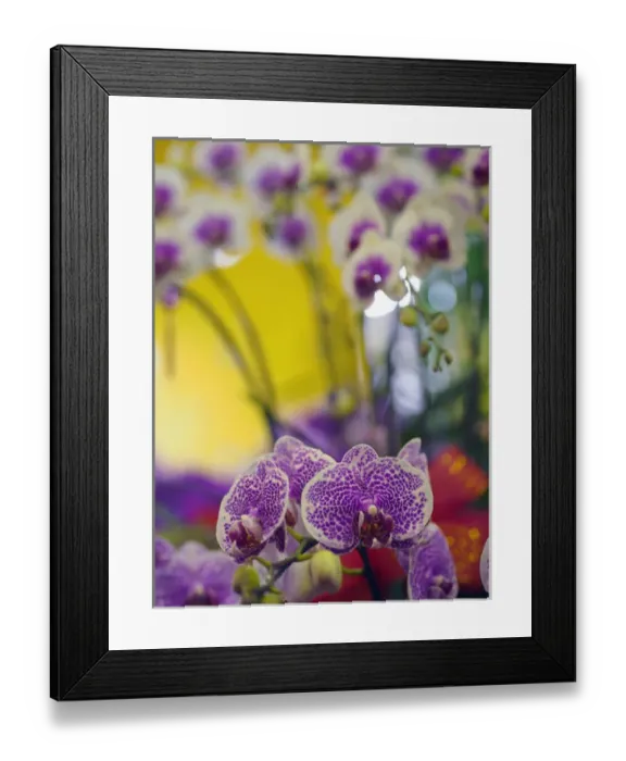 Framed Print : Orchids for sale at a market in Taipei, Taiwan