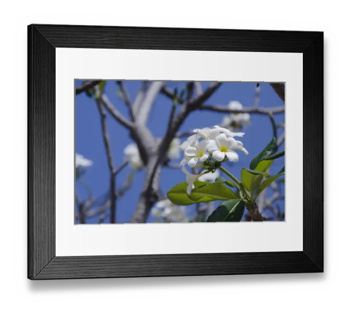 Framed Print : Thailand, Bangkok. Ayuthaya. White frangipani flowering tree Framed Print : Thailand, Bangkok. Ayuthaya. White frangipani flowering tree