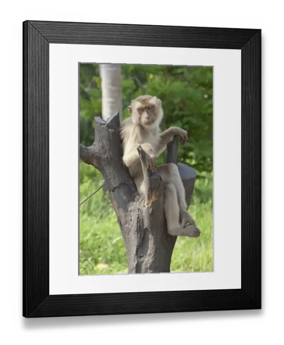 Framed Print : Thailand, Ko Samui. Coconut plantation, macaque monkey trained to drop coconuts