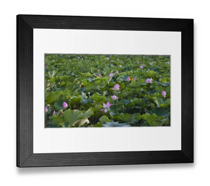 Framed Print : Lotus flower pond Framed Print : Lotus flower pond