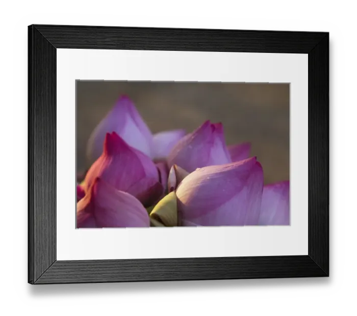 Framed Print : Lotus flower bud, Thailand