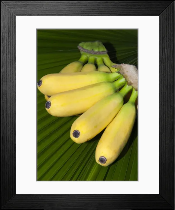 Framed Print : Banana bunch (Musa acuminata, Musa balbisiana), Phuket, Thailand, Southeast Asia, Asia Framed Print : Banana bunch (Musa acuminata, Musa balbisiana), Phuket, Thailand, Southeast Asia, Asia