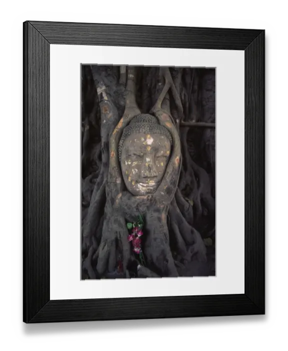Framed Print : The head of a Buddha statue nestled in the roots of a tree in the grounds of an Ayutthaya Framed Print : The head of a Buddha statue nestled in the roots of a tree in the grounds of an Ayutthaya