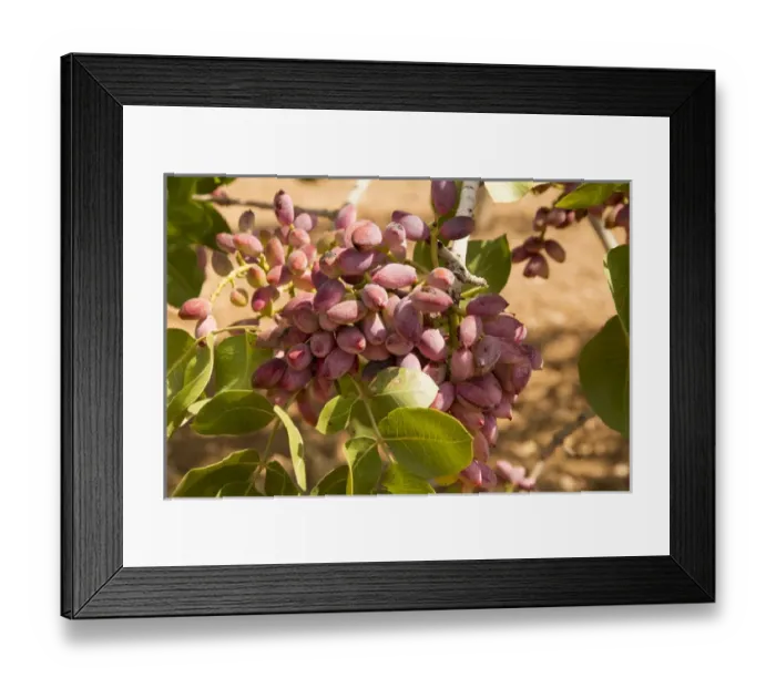 Framed Print : Asia, Turkey, Gaziantep, informally called Antep, is a city in southeast Turkey Framed Print : Asia, Turkey, Gaziantep, informally called Antep, is a city in southeast Turkey