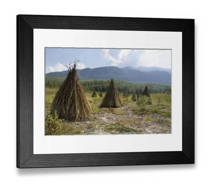 Framed Print : Asia, Turkey, Sesame Seeds drying at harvest time in Turkey Framed Print : Asia, Turkey, Sesame Seeds drying at harvest time in Turkey