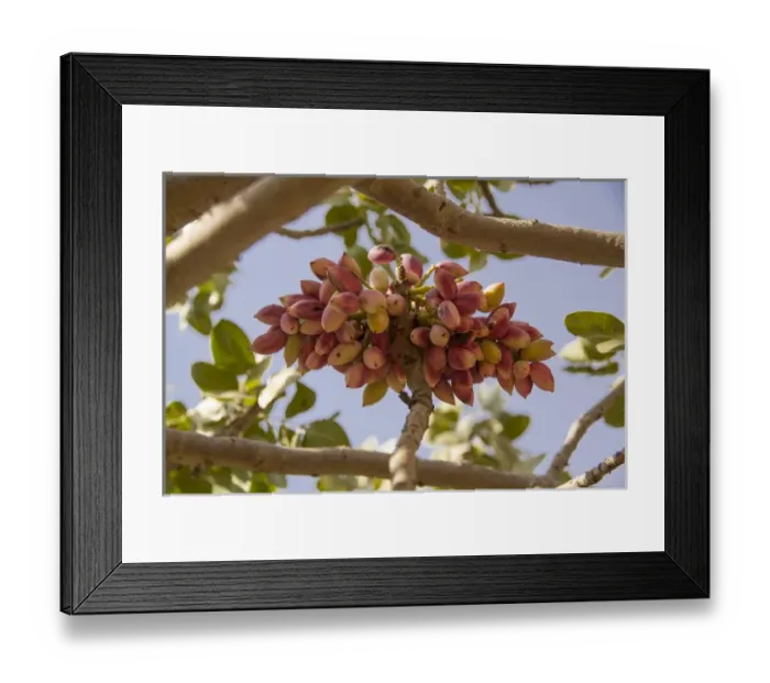Framed Print : Asia, Turkey, Gaziantep, informally called Antep, is a city in southeast Turkey Framed Print : Asia, Turkey, Gaziantep, informally called Antep, is a city in southeast Turkey