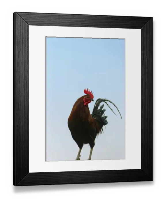 Framed Print : Rooster, Banaue, Ifugao Province, Philippines Framed Print : Rooster, Banaue, Ifugao Province, Philippines