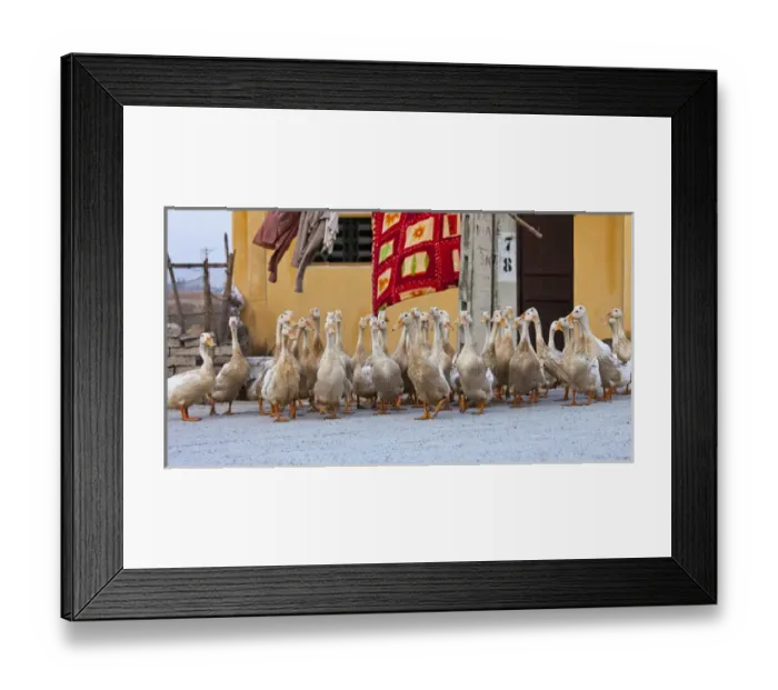 Framed Print : Ducks are raised in great numbers in Vietnam as a primary food source Framed Print : Ducks are raised in great numbers in Vietnam as a primary food source