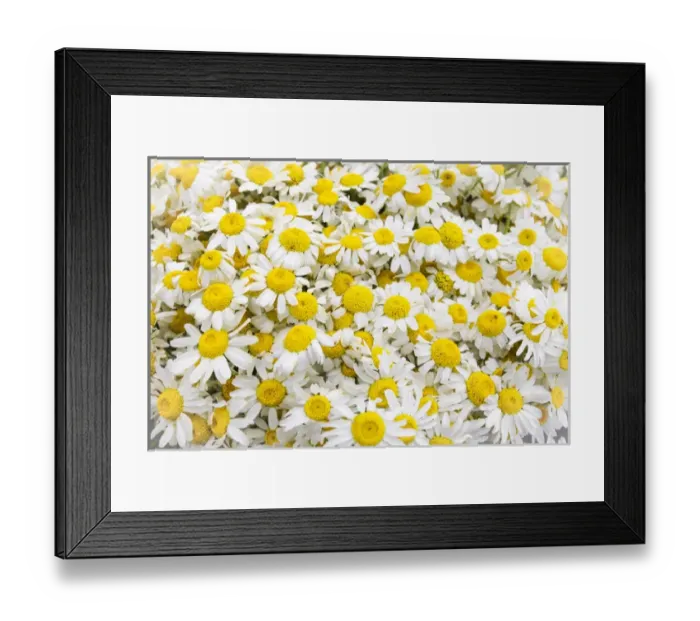 Framed Print : Istanbul, Turkey. Close up of Chamomile flowers