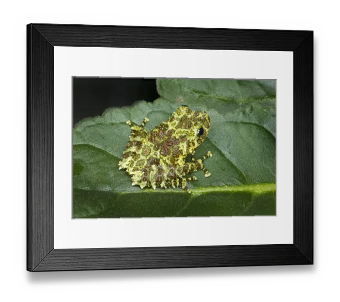 Framed Print : Southeast Asia, Vietnam. Close-up of mossy tree frog on leaf