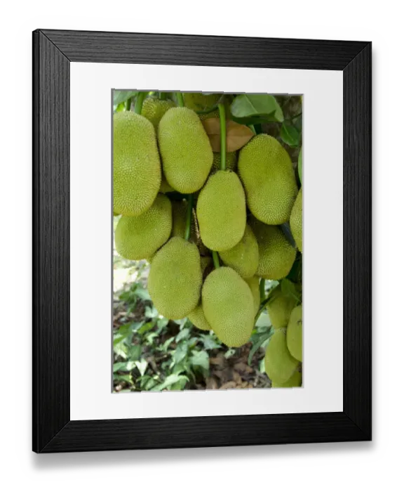 Framed Print : Vietnam, Cu Chi. Ripe jack fruit on tree Framed Print : Vietnam, Cu Chi. Ripe jack fruit on tree