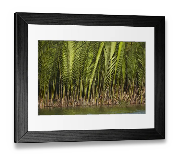 Framed Print : Palm trees by Thu Bon River, Hoi An, Vietnam Framed Print : Palm trees by Thu Bon River, Hoi An, Vietnam