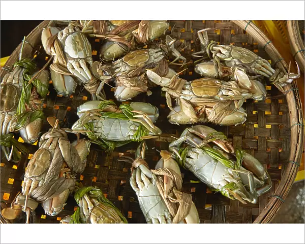 Basket of crabs, fish market, Hoi An (UNESCO World Heritage Site), Vietnam