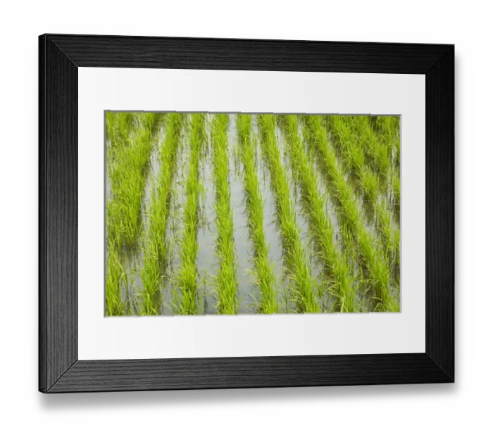Framed Print : Rice paddy, near Tan Hoa, Tien Giang Province, Mekong Delta, Vietnam Framed Print : Rice paddy, near Tan Hoa, Tien Giang Province, Mekong Delta, Vietnam