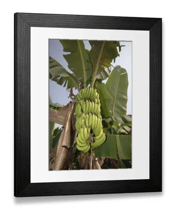 Framed Print : Asia, Vietnam. Green bananas on the tree, Can Tho Framed Print : Asia, Vietnam. Green bananas on the tree, Can Tho