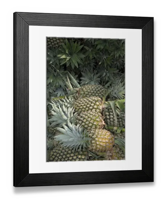 Framed Print : Asia, Vietnam. Pineapples in the hold of a Mekong River boat, Can Tho Framed Print : Asia, Vietnam. Pineapples in the hold of a Mekong River boat, Can Tho