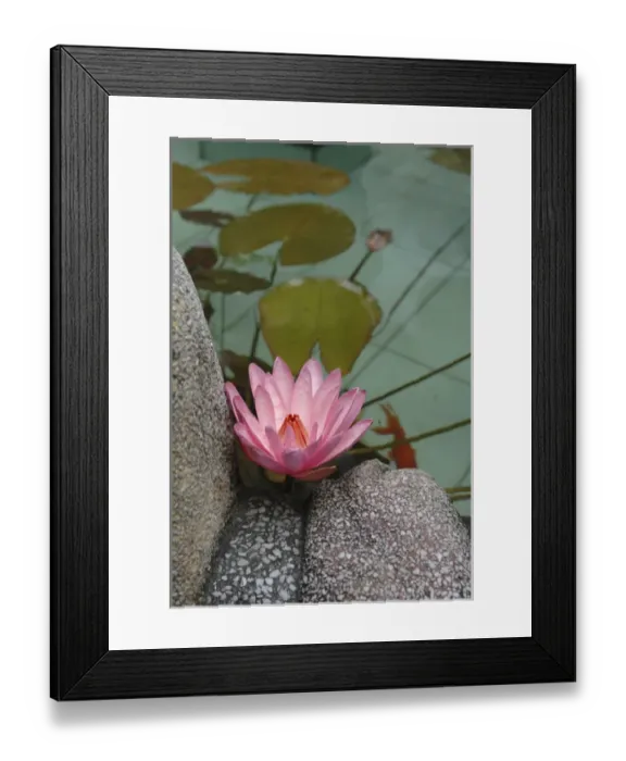 Framed Print : Asia, Vietnam. Water lily in a temple pond, Phouc Kien Assembly Hall, Hoi An, Quang Framed Print : Asia, Vietnam. Water lily in a temple pond, Phouc Kien Assembly Hall, Hoi An, Quang
