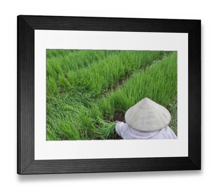 Framed Print : Farmers with conical hat harvesting green onions Framed Print : Farmers with conical hat harvesting green onions