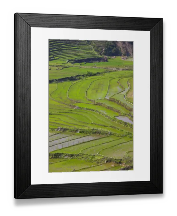 Framed Print : Vietnam, Muong, elevated view of rice fields Framed Print : Vietnam, Muong, elevated view of rice fields