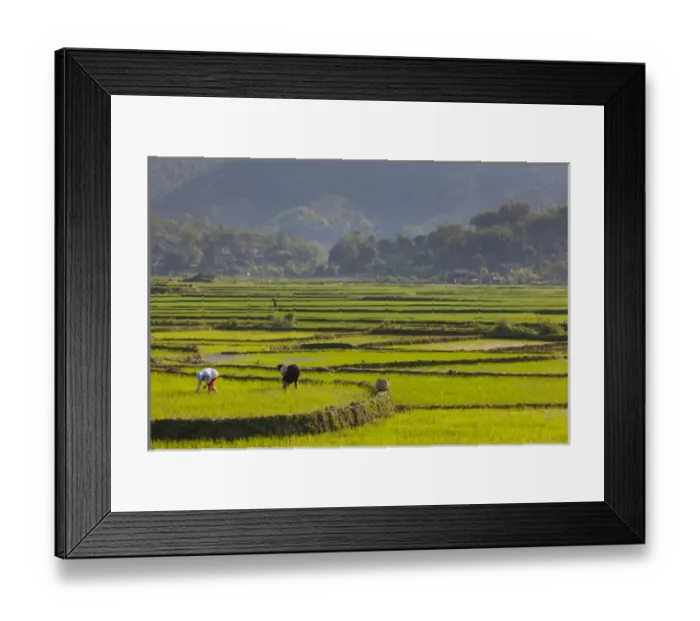Framed Print : Vietnam, Thuan Chau, rice fileds