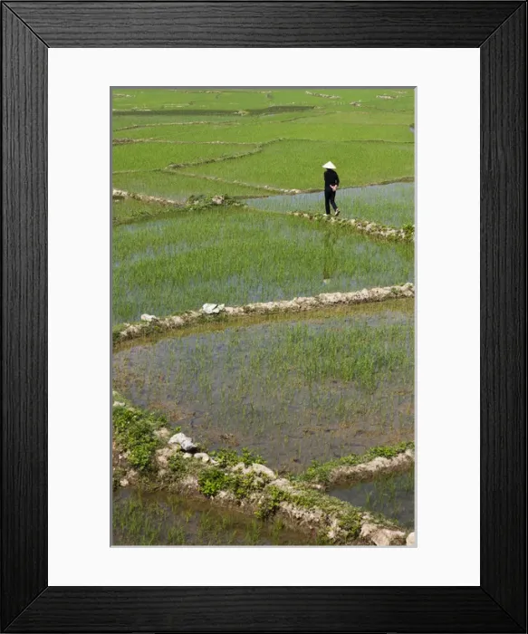 Framed Print : Vietnam, Dien Bien Phu, rice fields