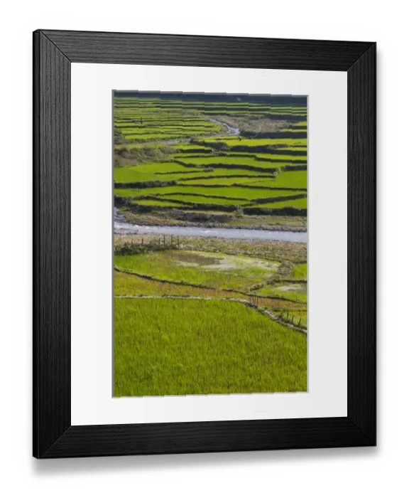 Framed Print : Vietnam, Thuan Chau, rice fileds