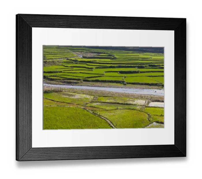 Framed Print : Vietnam, Thuan Chau, rice fileds Framed Print : Vietnam, Thuan Chau, rice fileds