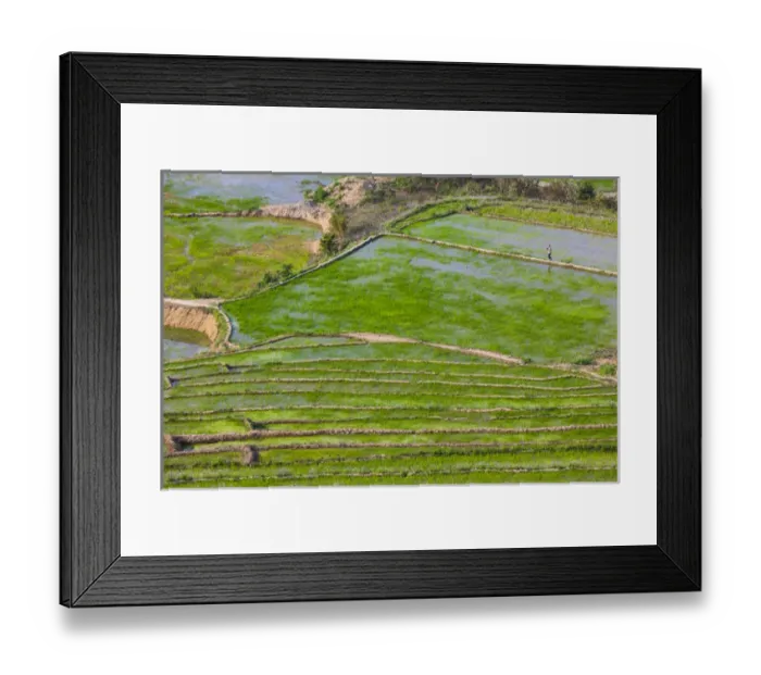 Framed Print : Vietnam, Muong, elevated view of rice fields