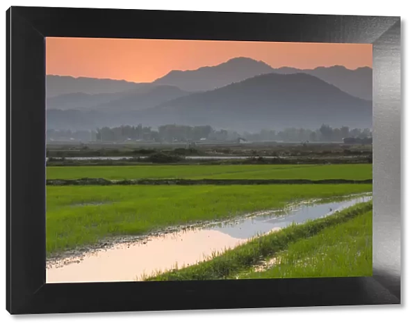 Vietnam, Dien Bien Phu, rice fields at sunset