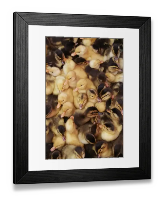 Framed Print : Ducklings, Can Duoc Market, Long An Province, Mekong Delta, Vietnam Framed Print : Ducklings, Can Duoc Market, Long An Province, Mekong Delta, Vietnam