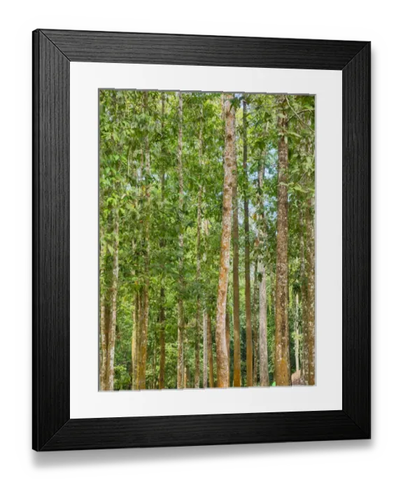 Framed Print : Asia; Cambodia; Angkor Watt; Siem Reap; Fog with sunrays in the trees