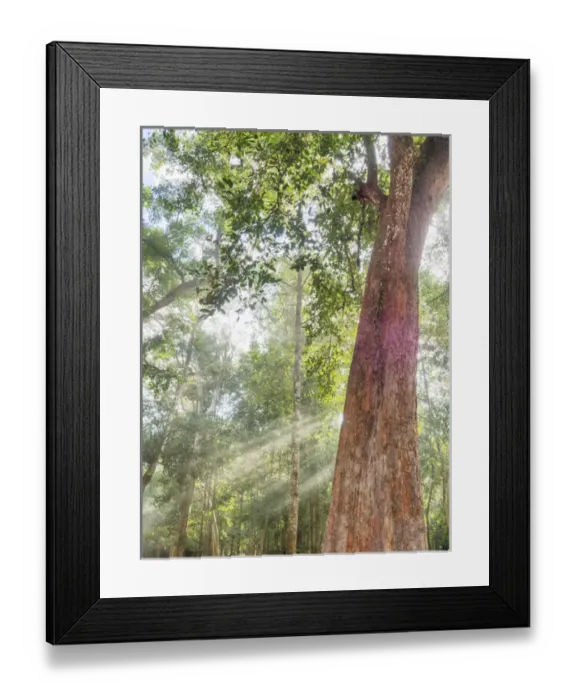 Framed Print : Asia; Cambodia; Angkor Watt; Siem Reap; Fog with sunrays in the trees