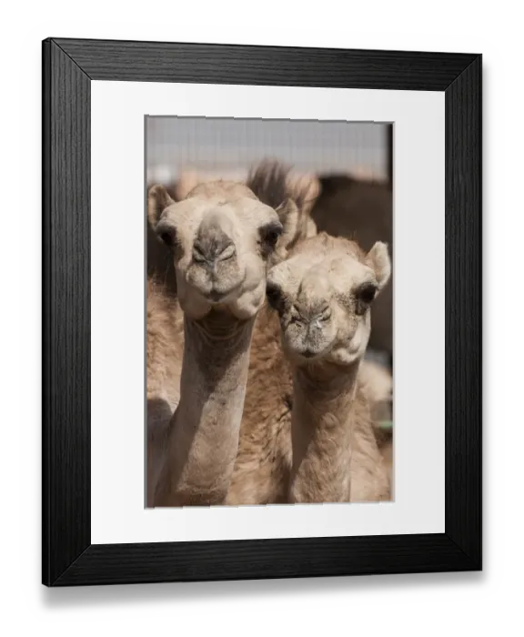 Framed Print : Camels at the Camel market in Al Ain near Dubai, United Arab Emirates (UAE)