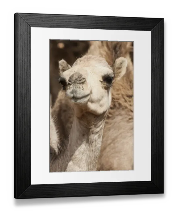 Framed Print : Camels at the Camel market in Al Ain near Dubai, United Arab Emirates (UAE)