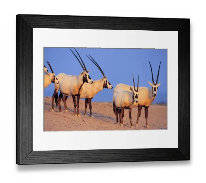 Framed Print : Arabian Oryx (Oryx leucoryx) on Sir Bani Yas Island, United Arab Emirates, April