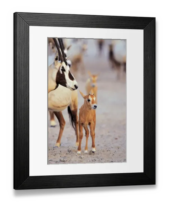 Framed Print : Arabian Oryx (Oryx leucoryx) calf on Sir Bani Yas Island, United Arab Emirates, April Framed Print : Arabian Oryx (Oryx leucoryx) calf on Sir Bani Yas Island, United Arab Emirates, April